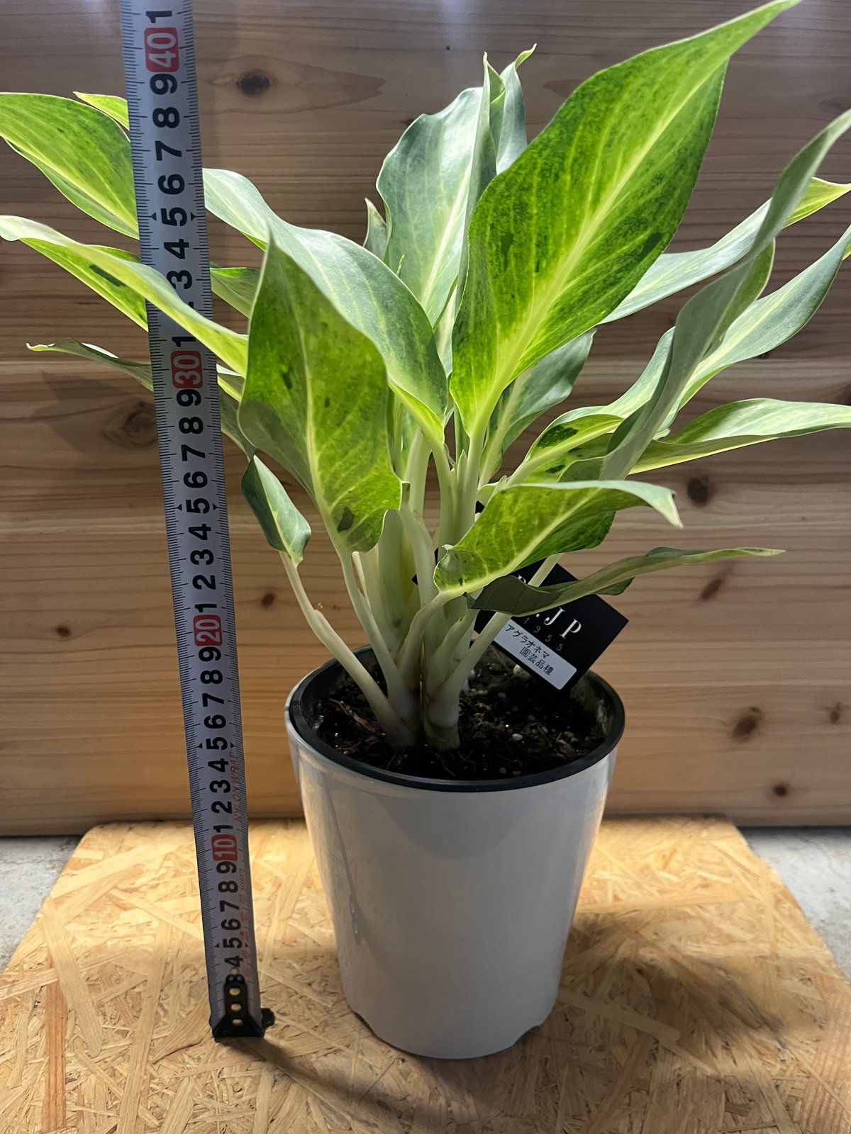 【アグラオネマ】 PLANCHU 観葉植物 アグラオネマ シルバークイーン Aglaonema