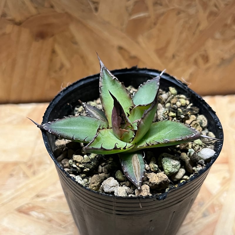 アガベ ホリダ 実生 | GREEN LUCK