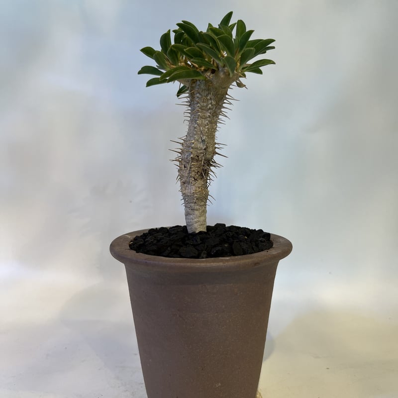 ユーフォルビア・ギラウミニアナ　鉢付き ユーフォルビア ギラウミニアナ［No.58］ × 根本峻吾 作 S.N POT type