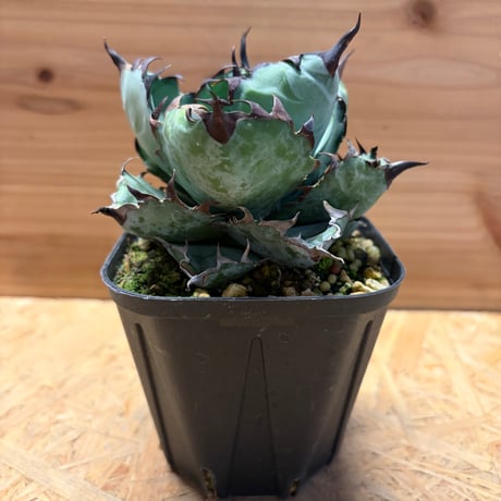 ブラックアンドブルー | STORES