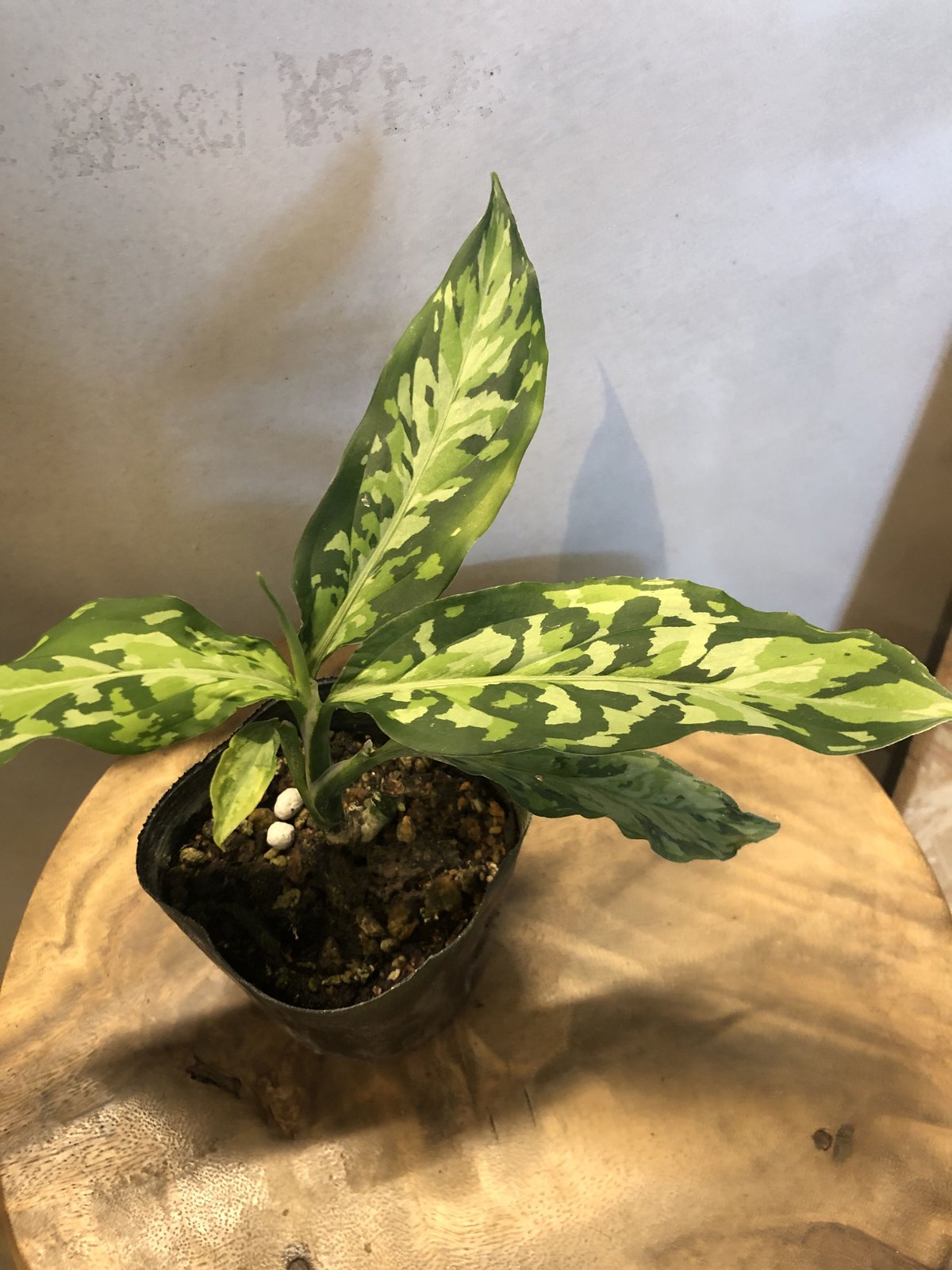 アグラオネマ ピクタム トリカラー エウレカタイプ | GREEN LUCK