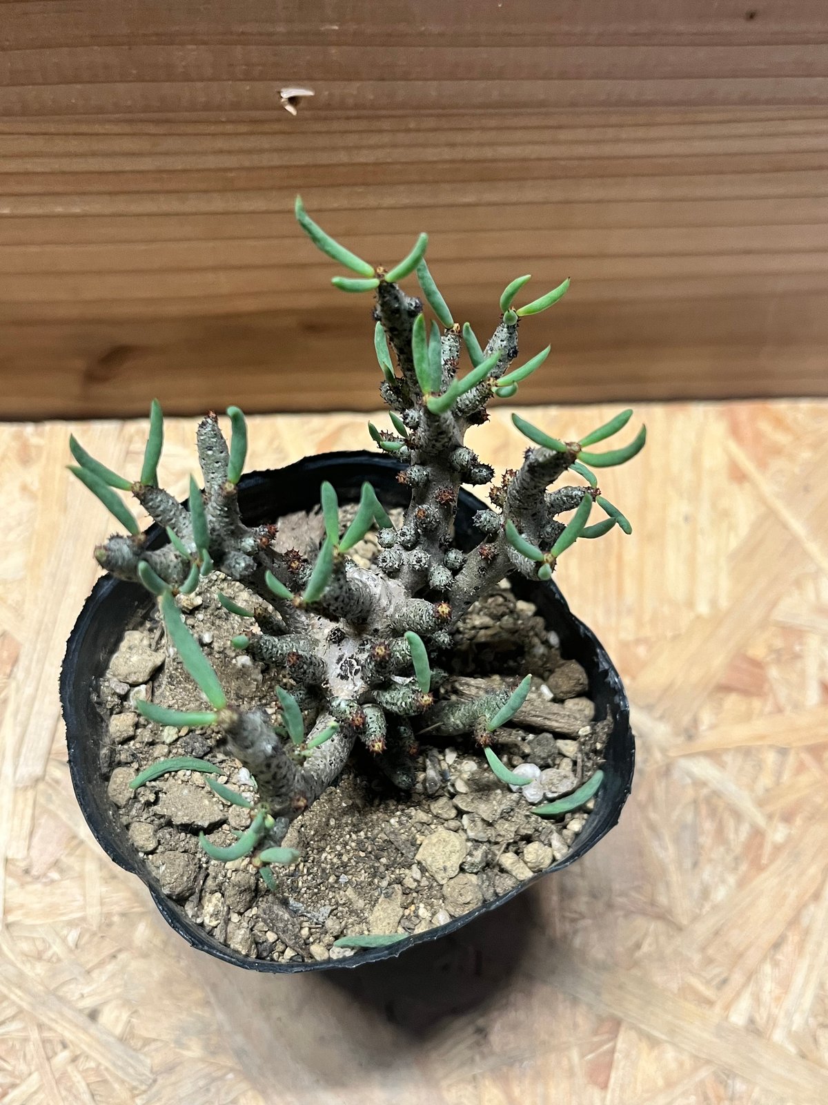 チレコドン ブッコルジアヌス | GREEN LUCK