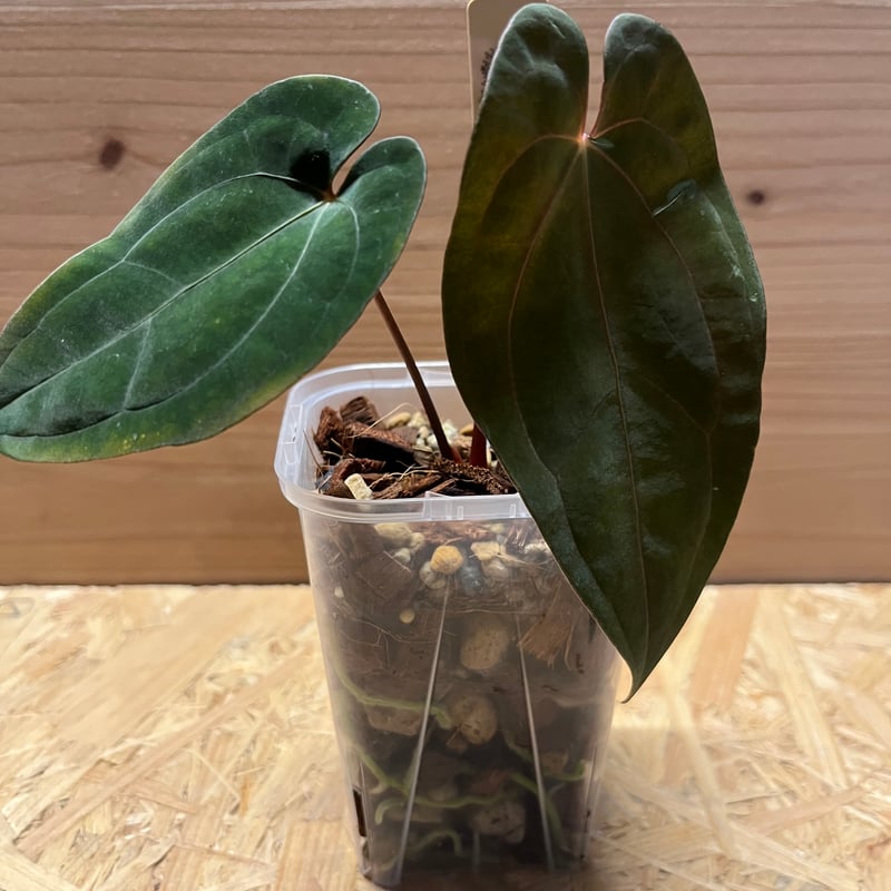 アンスリウム パピリラミナム【Guna Yala】×レッドダークフェニックス