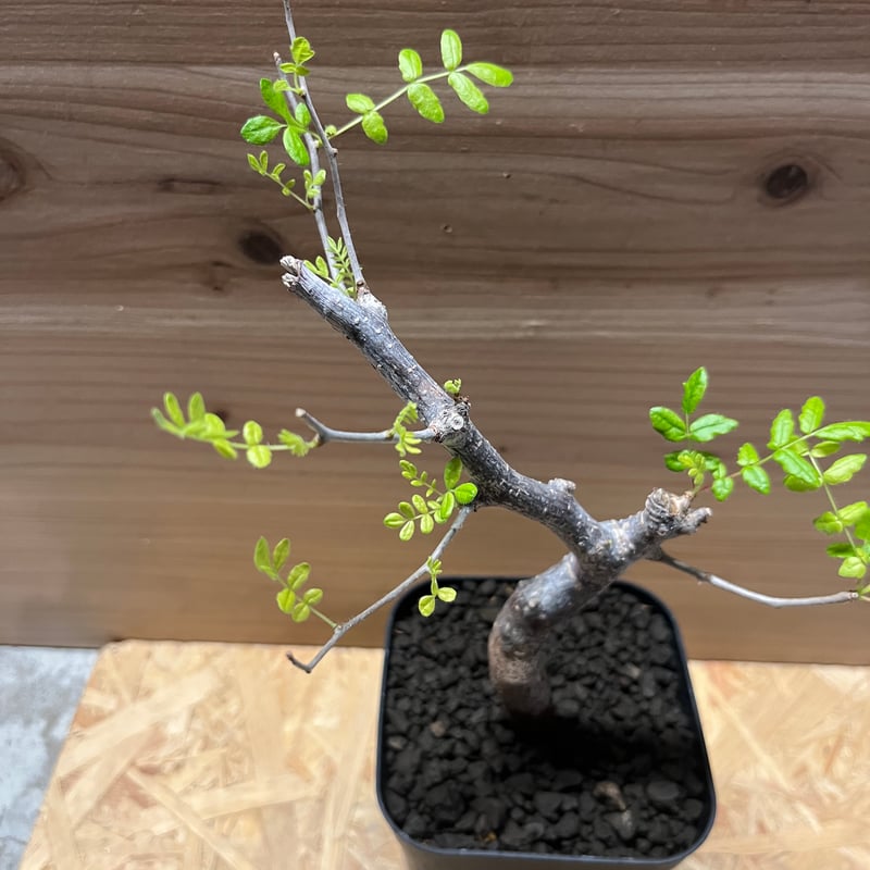 コミフォラ モンストローサ | GREEN LUCK