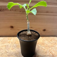 H*I様 アンボンゲンセ　実生 Pachypodium ambongense / パキポディウム アンボンゲンセ