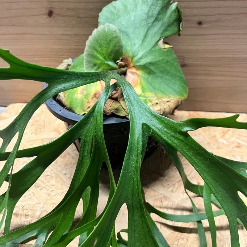 ビカクシダ キッチャクード シン | GREEN LUCK