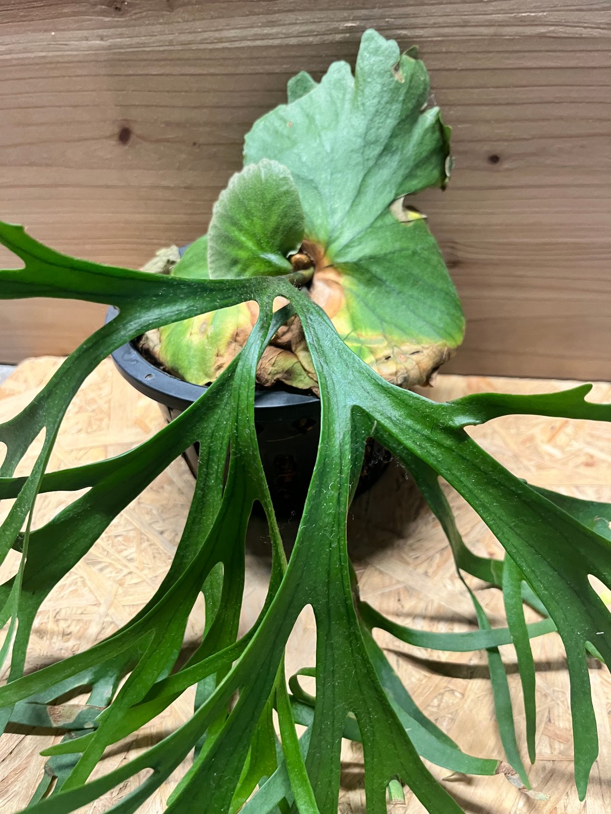 ビカクシダ キッチャクード シン | GREEN LUCK