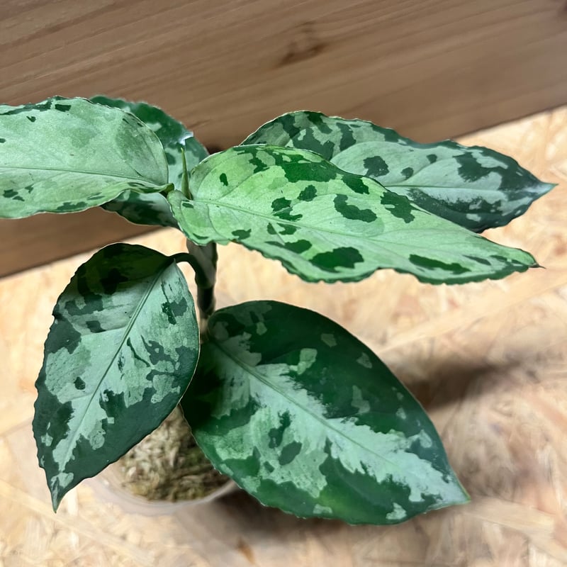 アグラオネマ ピクタム トリカラー 'ブラック' | GREEN LUCK