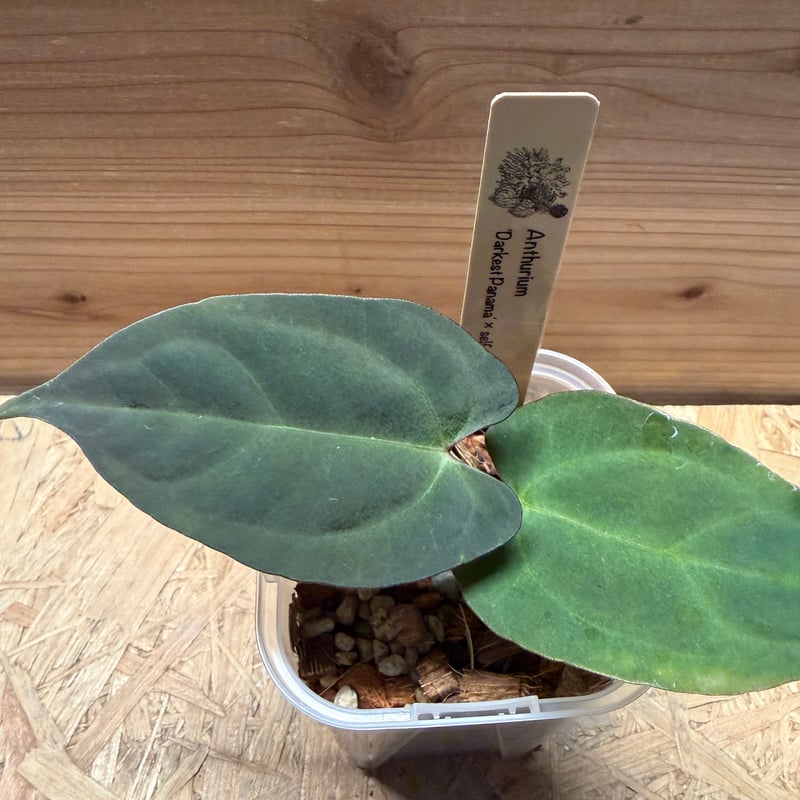 アンスリウム 'ダーケストパナマ' | GREEN LUCK