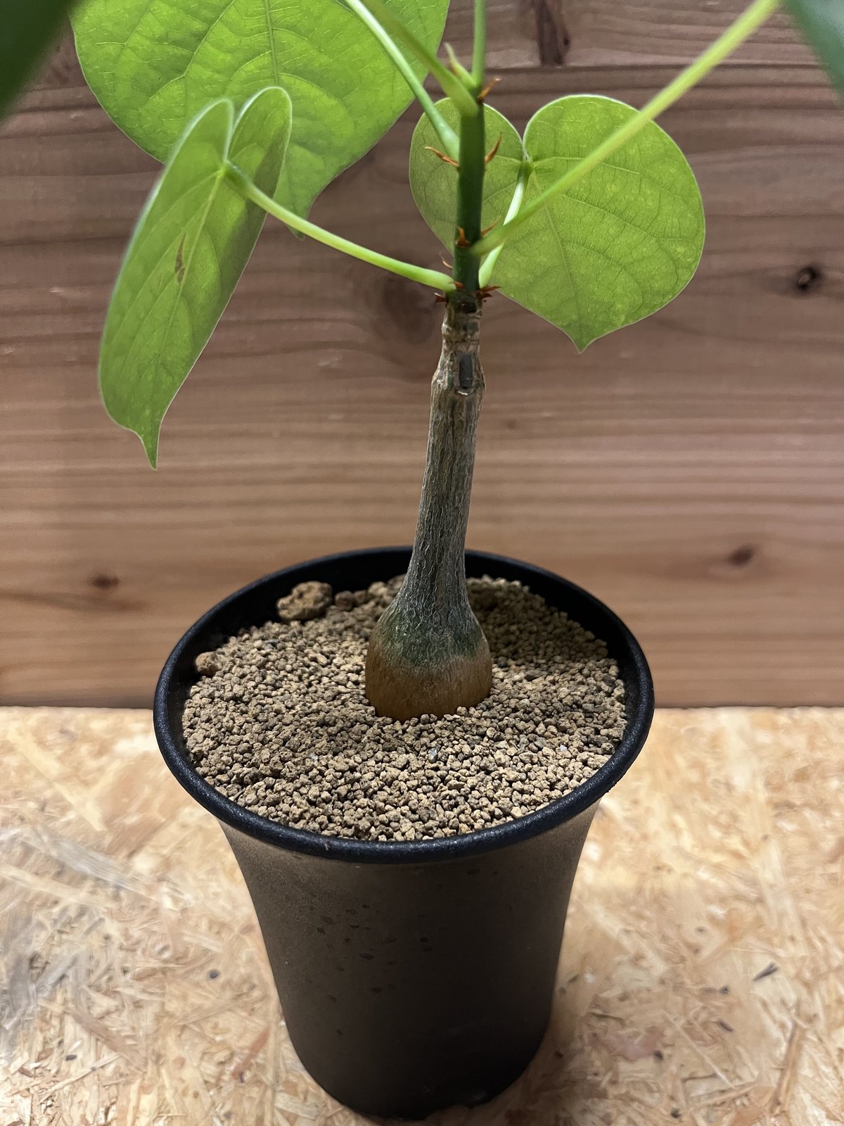 プセウドボンバックス エリプティクム | GREEN LUCK