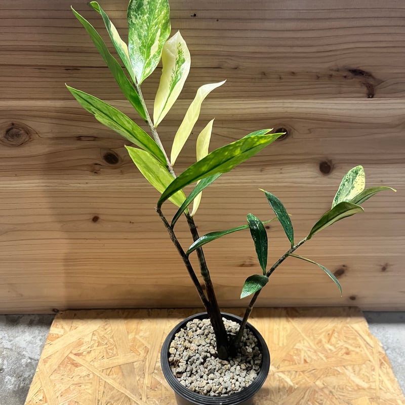 ザミオクルカス ザミフォーリア バリエガータ | GREEN LUCK