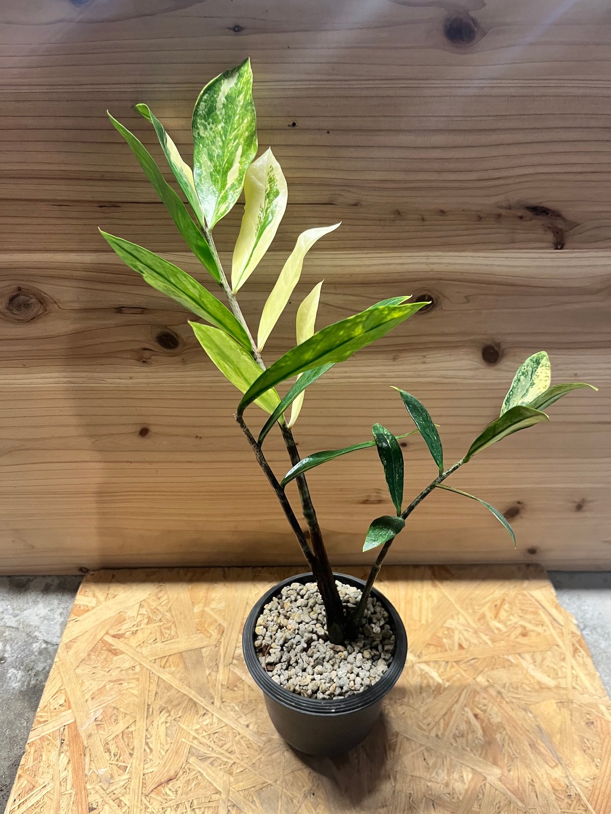 【逸品物】Zamioculcas variegataザミオクルカスバリエガータ ザミオクルカス ザミフォーリア バリエガータ | GREEN LUCK