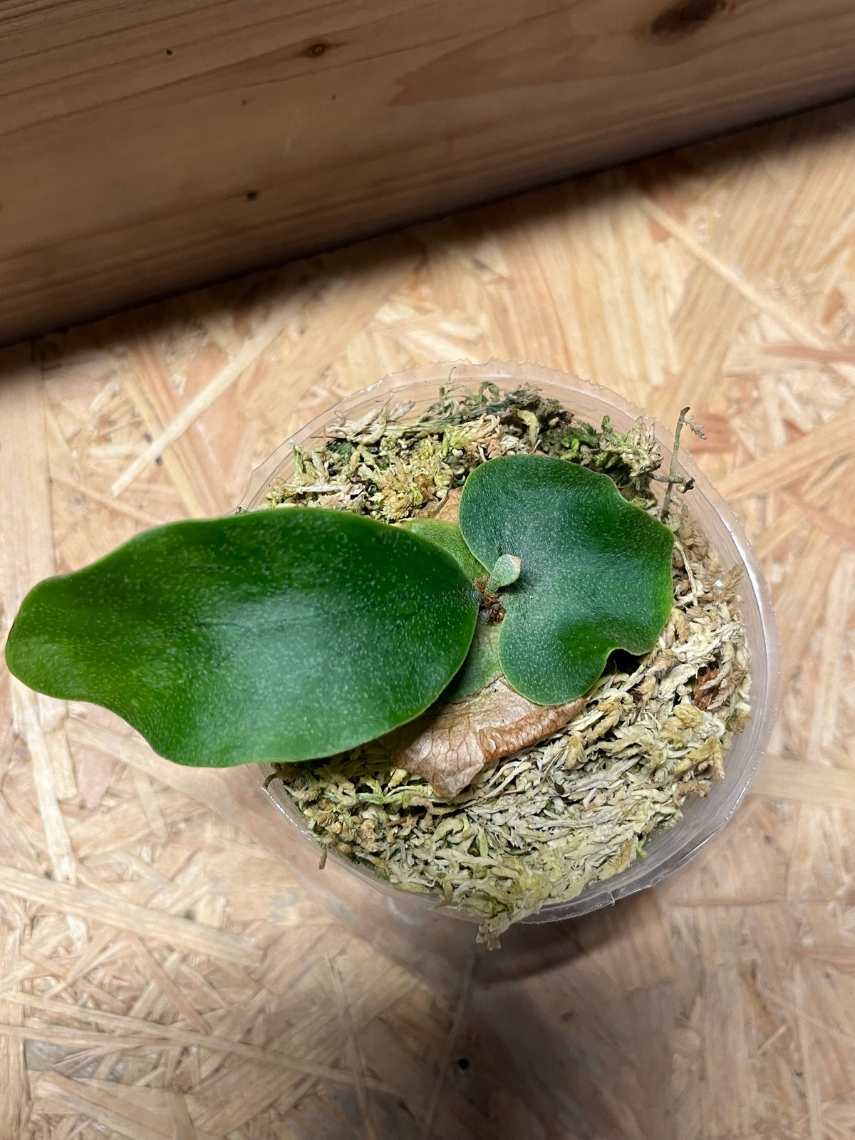 ビカクシダ 風神 | GREEN LUCK