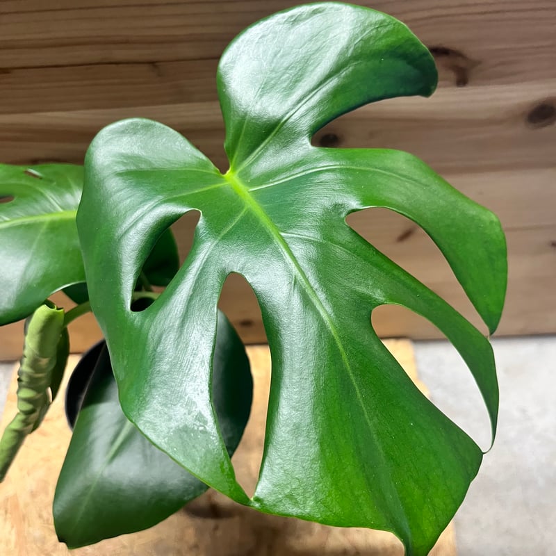モンステラ デリシオーサ 実生選抜 | GREEN LUCK