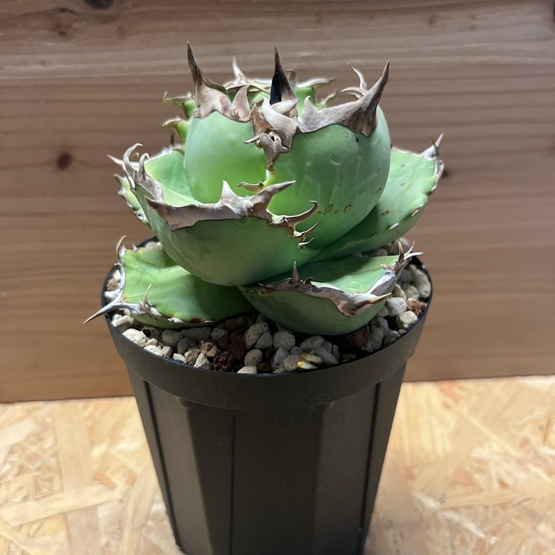 アガベ チタノタ 阿修羅 | GREEN LUCK