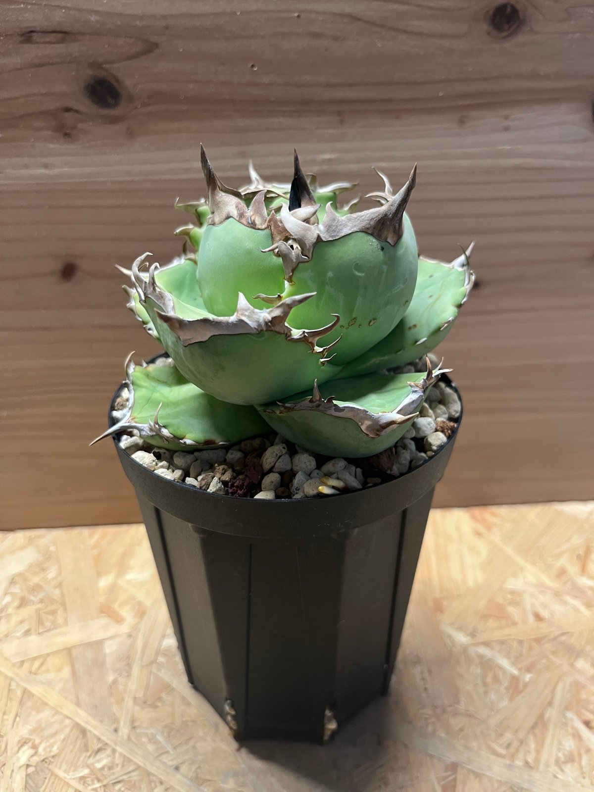 アガベ　阿修羅　NO,1 アガベ チタノタ 阿修羅 | GREEN LUCK