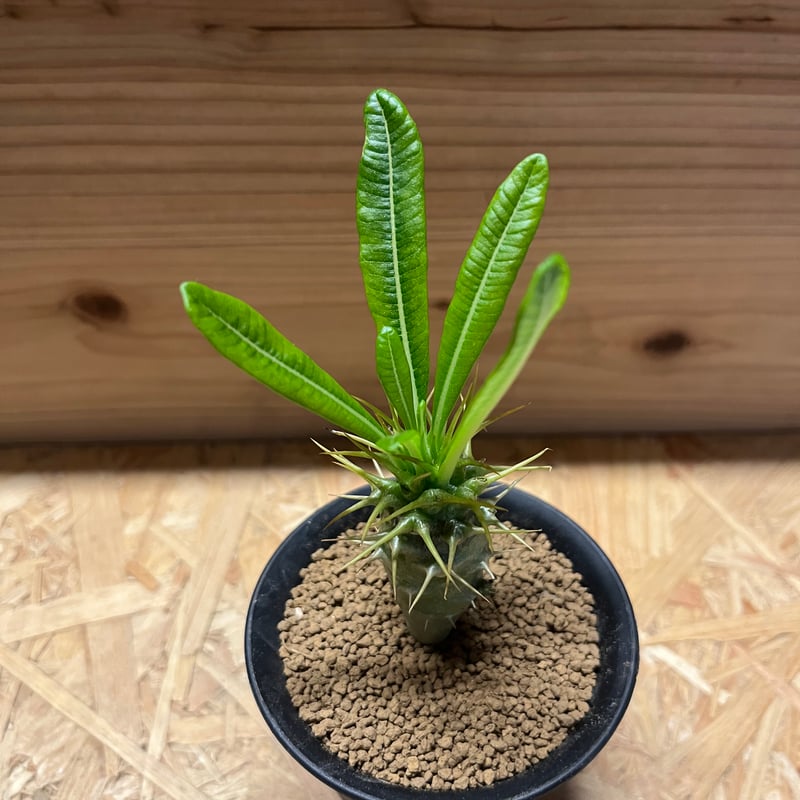 パキポディウム　アンボンゲンセ パキポディウム アンボンゲンセ | STELLA.PLANTS