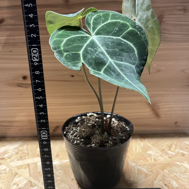 アンスリウム クラリネルビウム　特大　良株　8号　アンスリューム ザ・ファームセレクト]アンスリウム：クラリネルビウム（原種