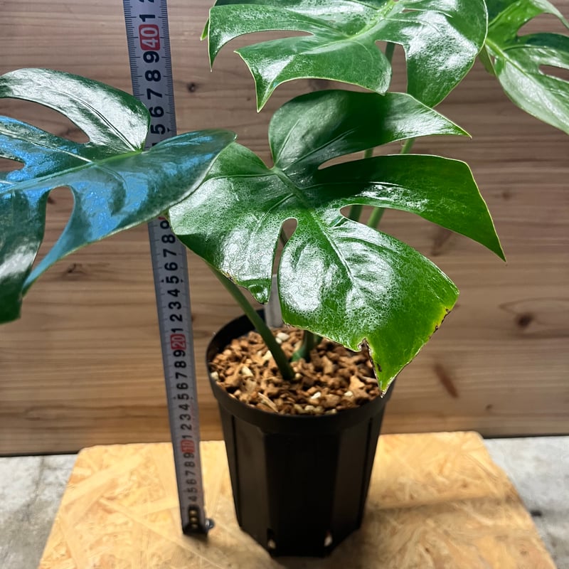 モンステラ デリシオーサ 'マクロコズム' | GREEN LUCK