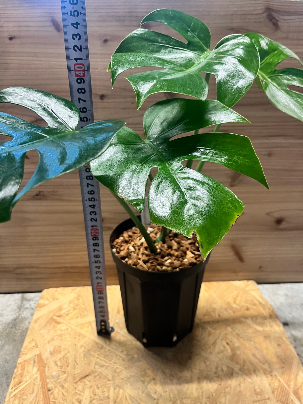 モンステラ デリシオーサ 'マクロコズム' | GREEN LUCK