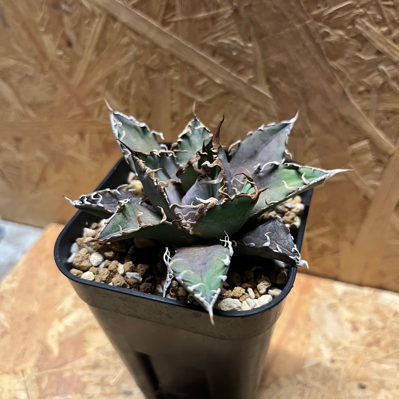 あきゃー　アガベ　チタノタ　シーザー鉢ごと【71604】 あきゃー アガベ チタノタ シーザー鉢ごと【71604】 あきゃー