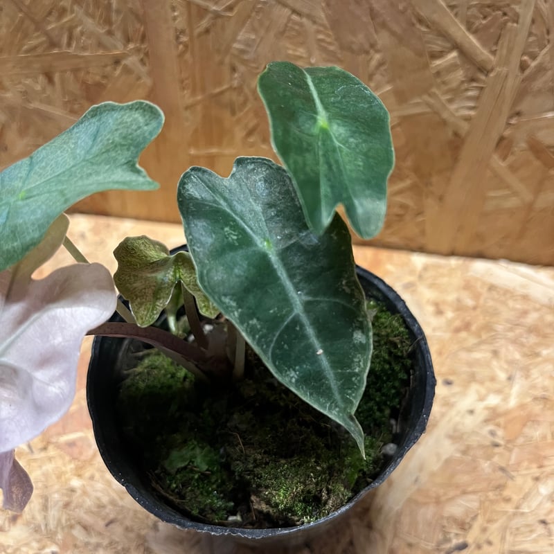 アロカシア アマゾニカ バリエガータ | GREEN LUCK