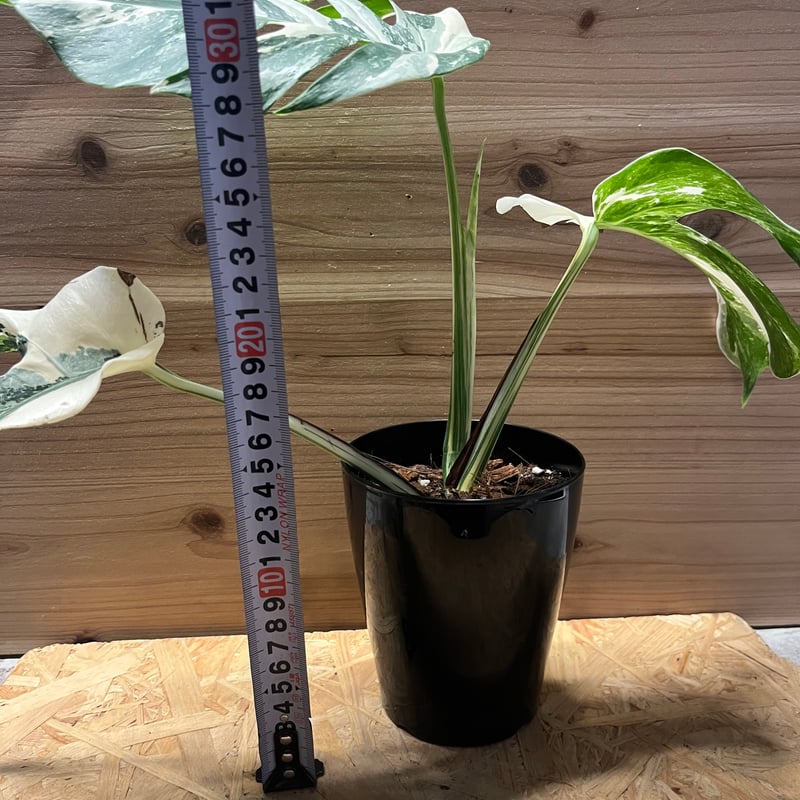 斑入りモンステラ ボルシギアナ ホワイトタイガー | GREEN LUCK