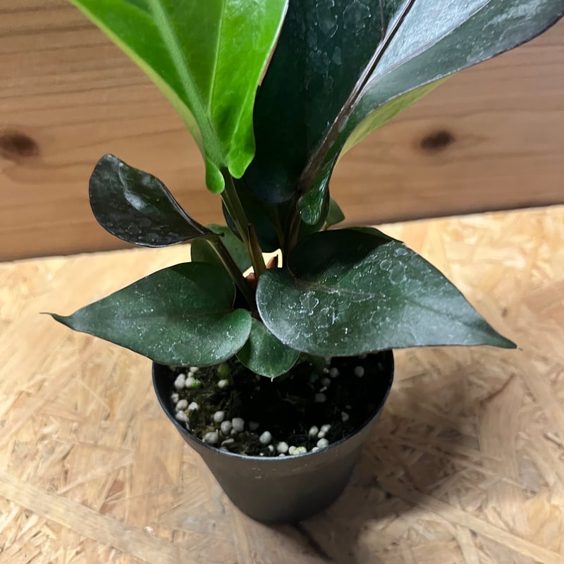 アンスリウム フーケリー（バリエガータ）× ブラックドラゴン