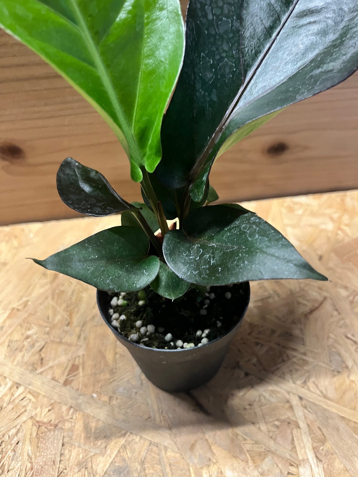 アンスリウム　ブラックドラゴン【斑入】 アンスリウム フーケリー 'ブラックドラゴン' | GREEN LUCK