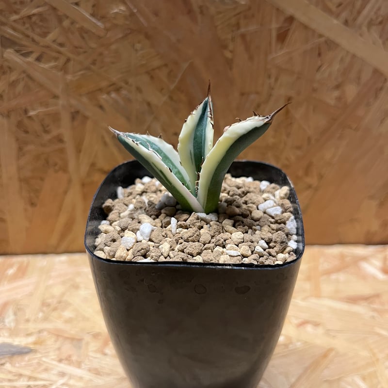 アガベ チタノタ スナグルトゥース | GREEN LUCK