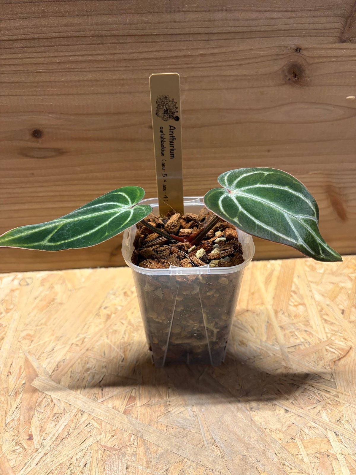 アンスリウム カーラブラッキー ナロー | GREEN LUCK