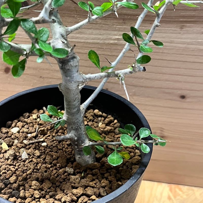 コミフォラ シンプリキフォリア | GREEN LUCK