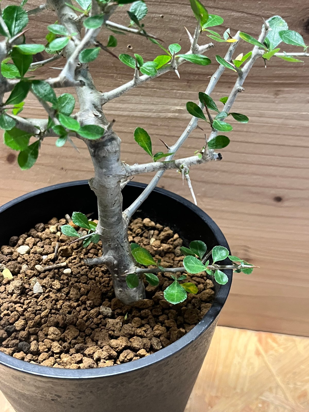 コミフォラ シンプリキフォリア | GREEN LUCK