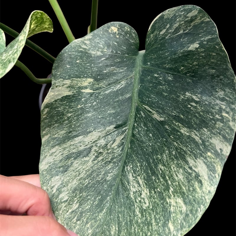 ＊モンステラ＊プラチナム＊ モンステラ プラチナム 「Monstera deliciosa var platinum」54