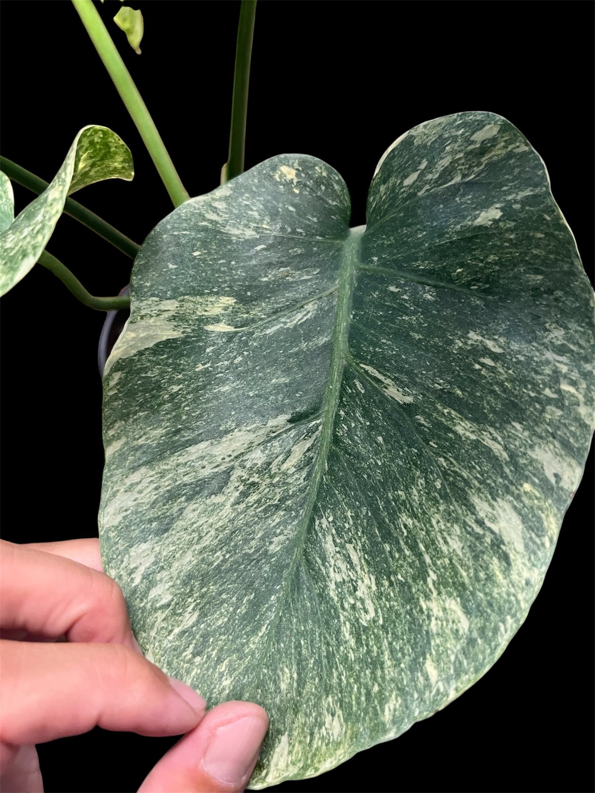モンステラ　デリシオーサ　プラチナム モンステラ デリシオーサ スーパープラチナム(Monstera