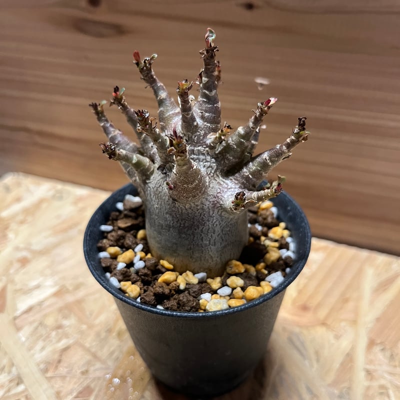 アデニウム・アラビカム・スーパードワーフ アデニウム アラビカム スーパードワーフ | GREEN LUCK