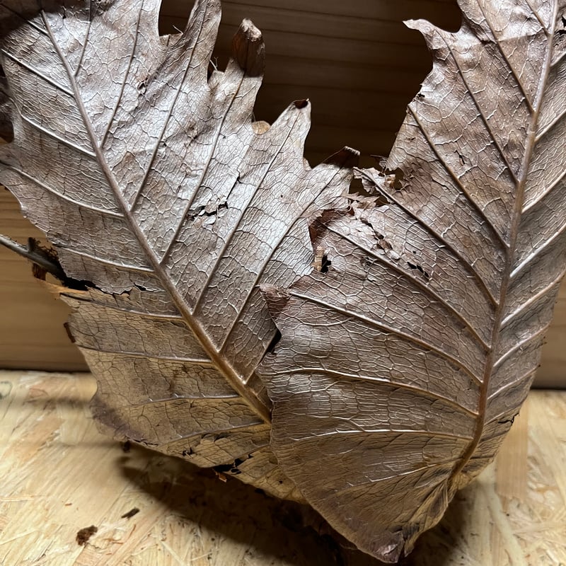 ドリナリア クエルシフォリア | GREEN LUCK