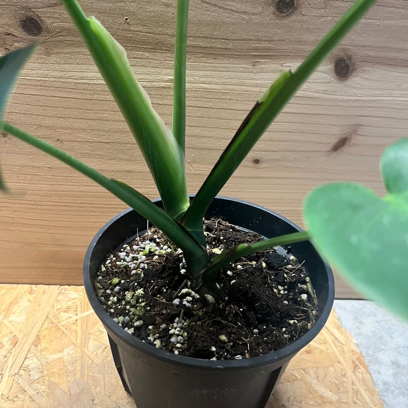 モンステラ　デリシオーサ モンステラ デリシオーサ 【観葉植物 7号／1個売り】 : shopooo by GMO