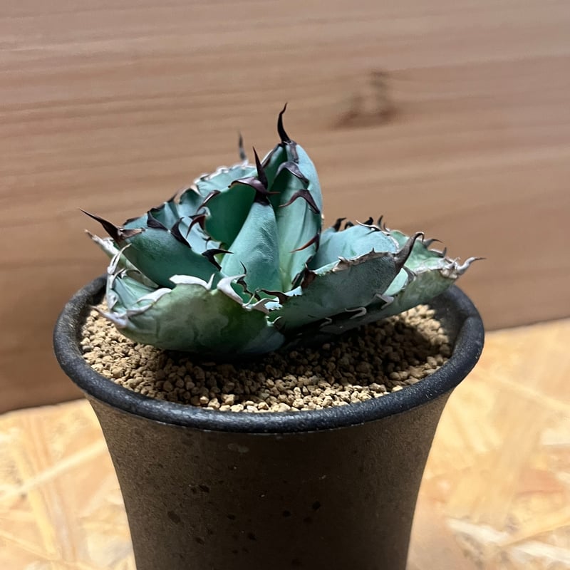 アガベ　チタノタ 20260427 アガベ・チタノタ LQH_木（芽）007｜agave titanota jupiter