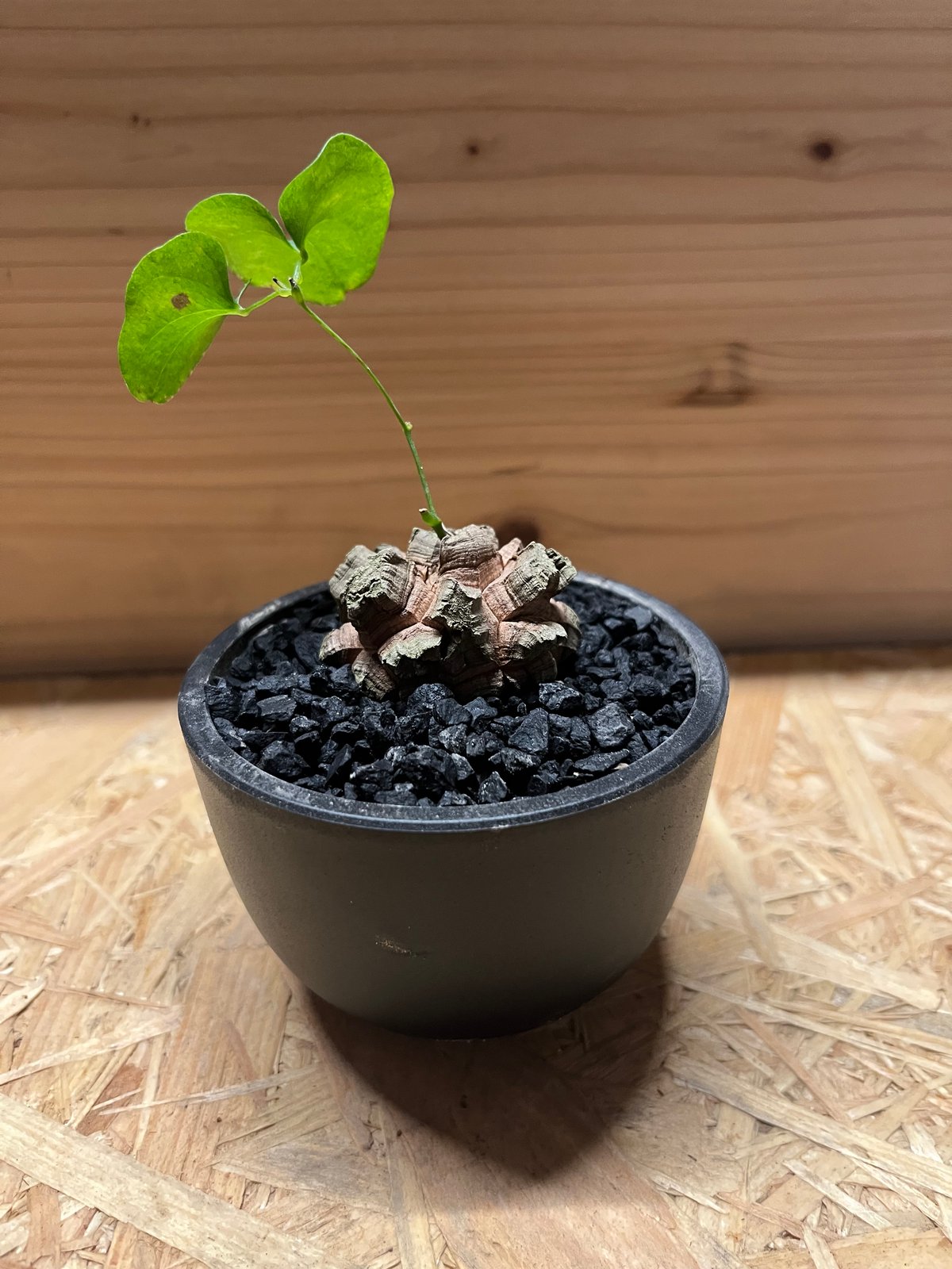 発根済み ディオスコレア エレファンティペス 亀甲竜 鶴仙園 opus 鉢付