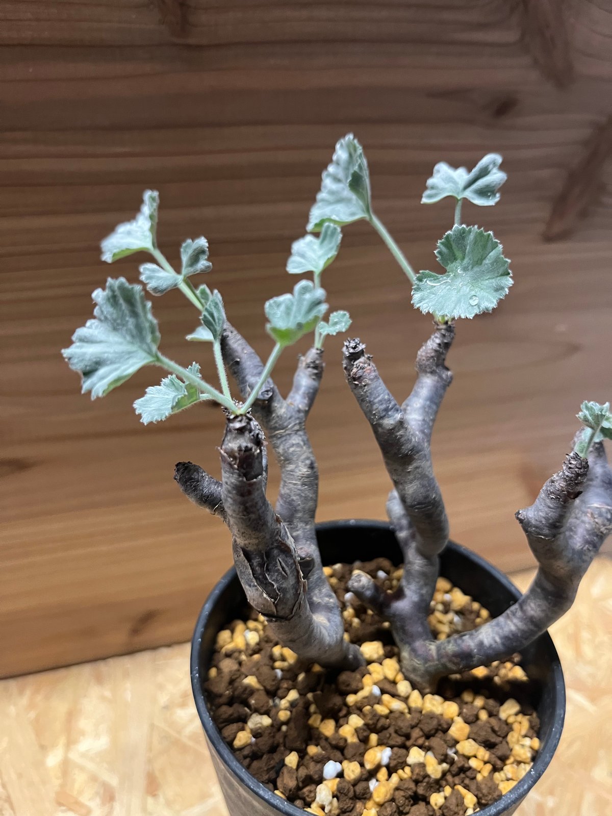 ペンラゴニウムミラビレ 【公式通販】