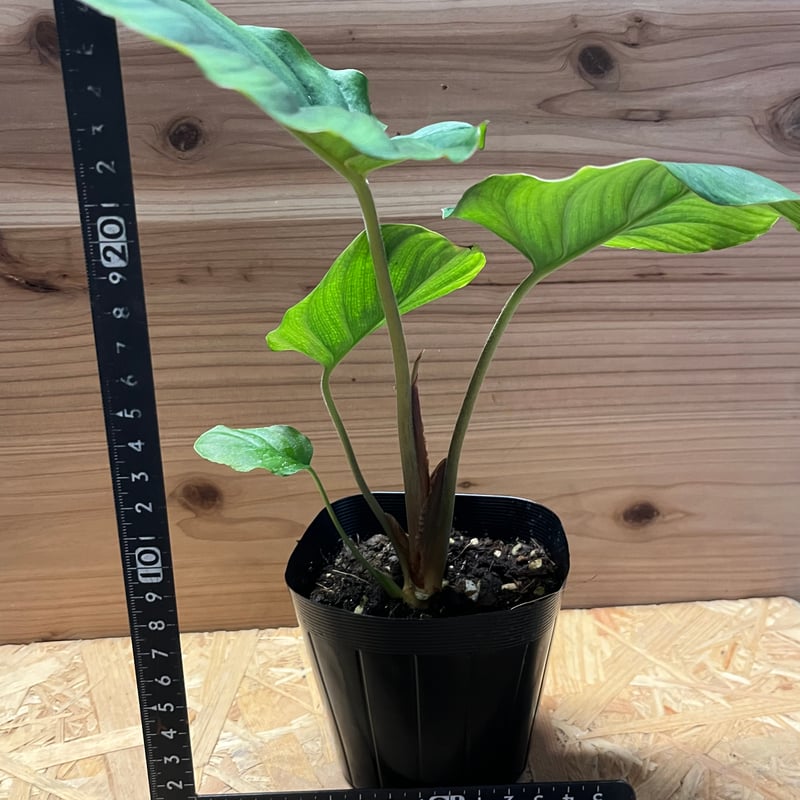 ホマロメナ sp.レッド | GREEN LUCK