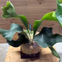 ビルベルギア アリベラ×アラカイ | GREEN LUCK