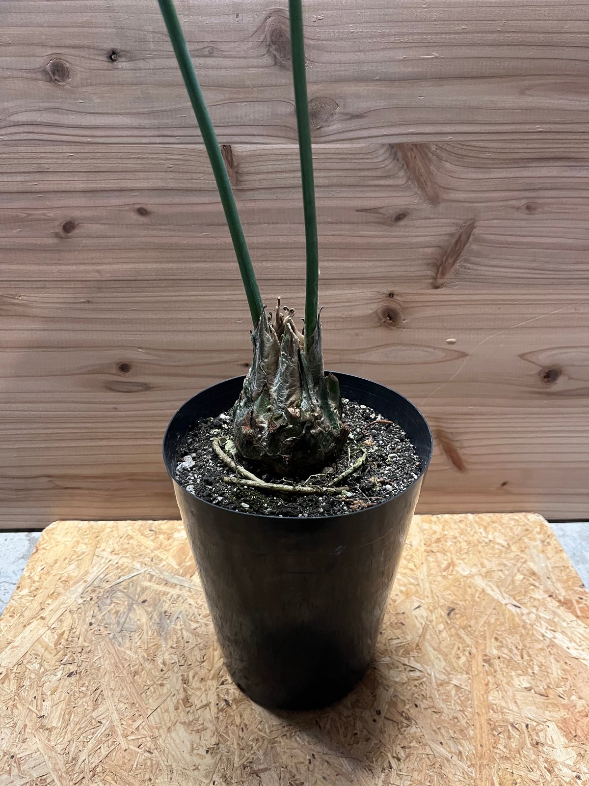 ディオーン スピヌロスム | GREEN LUCK