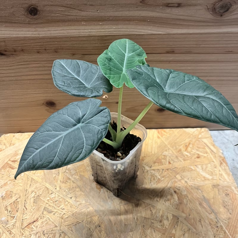 アロカシア マハラニ | GREEN LUCK