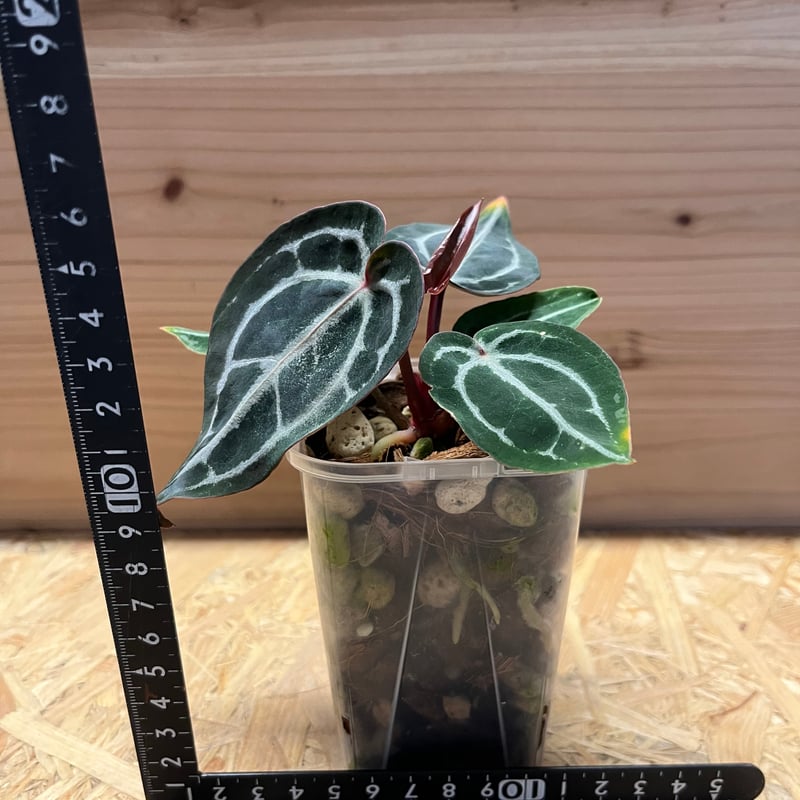 アンスリウム　スカーレット fit=scale-down,w=1200