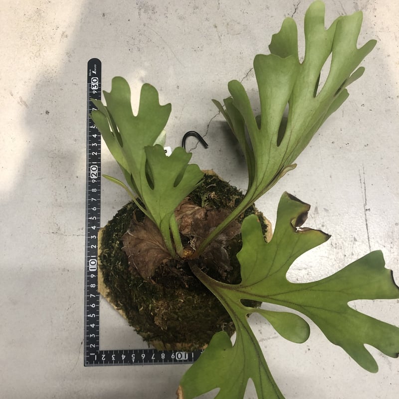 ビカクシダ リドレイ | GREEN LUCK