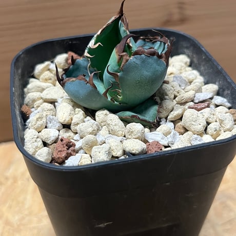 アガベ　チタノタ　ブルーボール