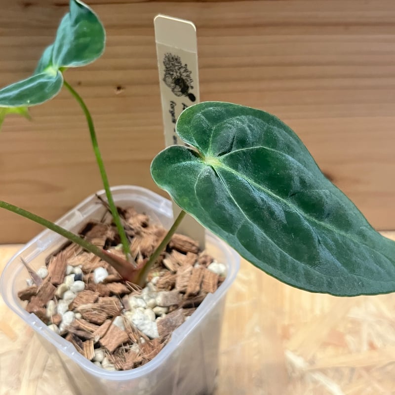 アンスリウム フォルゲッティ×アントラキー（tezula） | GREEN LUCK