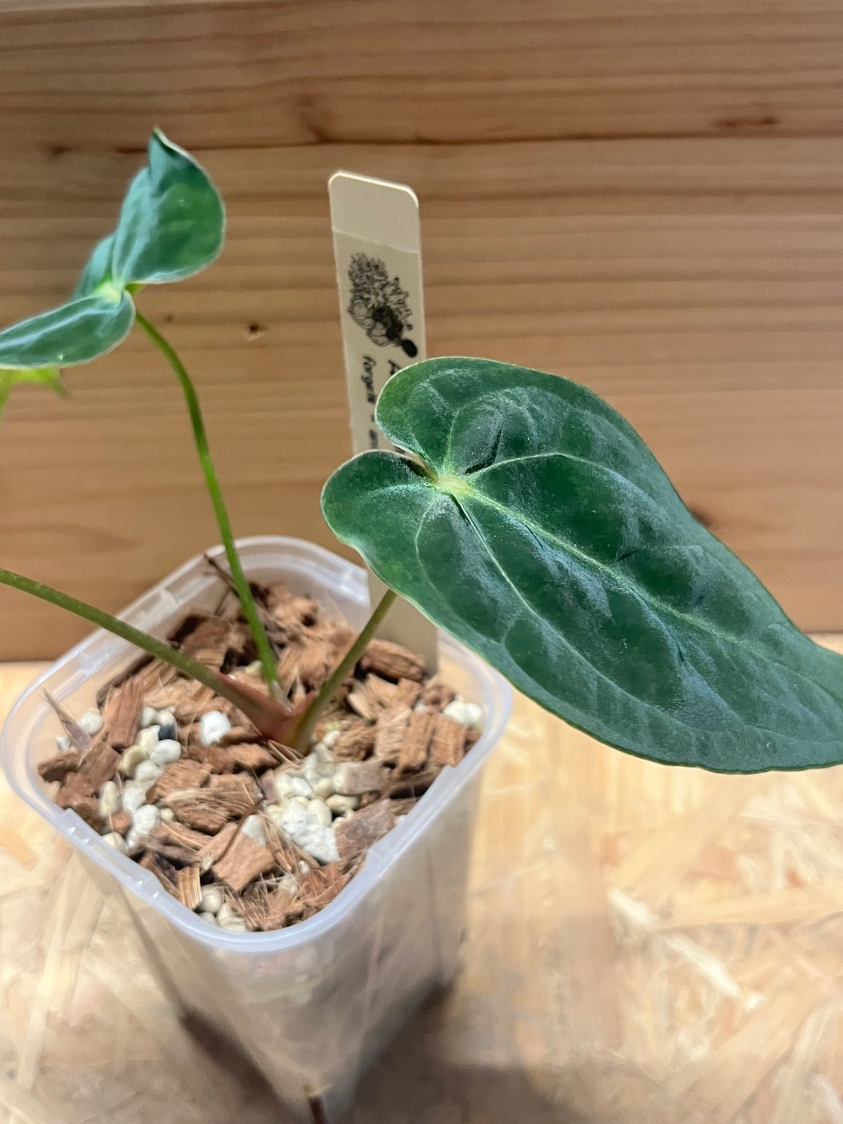 アンスリウム フォルゲッティ×アントラキー（tezula） | GREEN LUCK